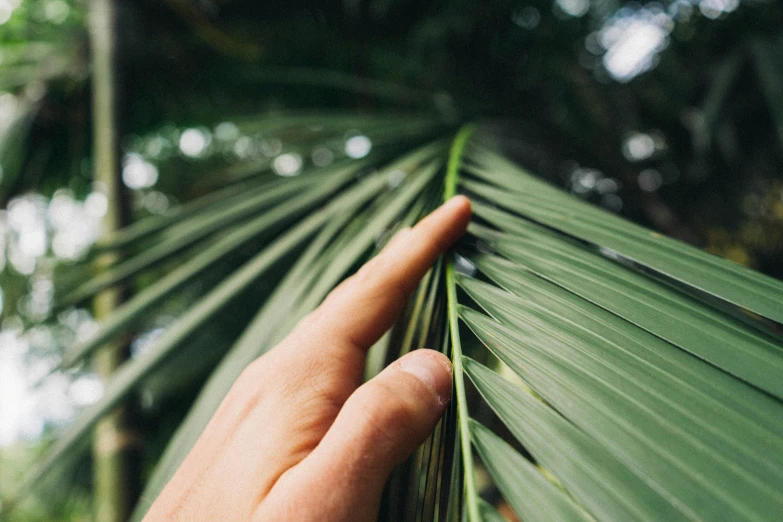 a close up of a person's hand touching a palm leaf, trending on unsplash, instagram picture, heath clifford, lush forests, handcrafted