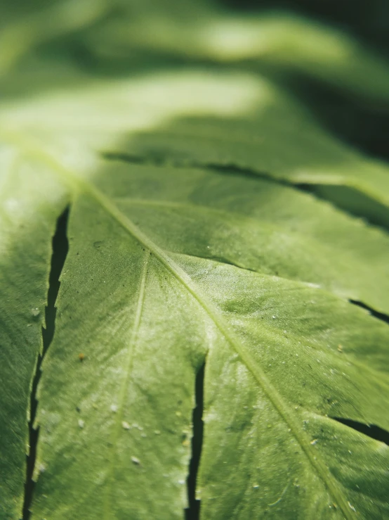 a close up of a leaf of a plant, in salvia divinorum, sustainable materials, mint, heroic