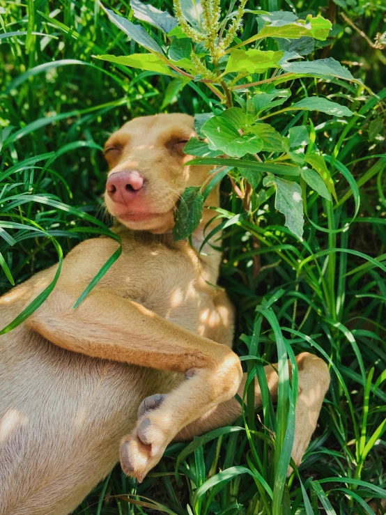 a dog that is laying down in the grass, an album cover, inspired by Elke Vogelsang, trending on unsplash, sumatraism, lush greenery, laos, ignant, monkey limbs
