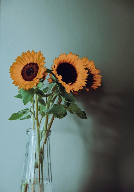 three sunflowers in a vase on a table, an album cover, unsplash, rinko kawauchi, high quality image, two suns, tall