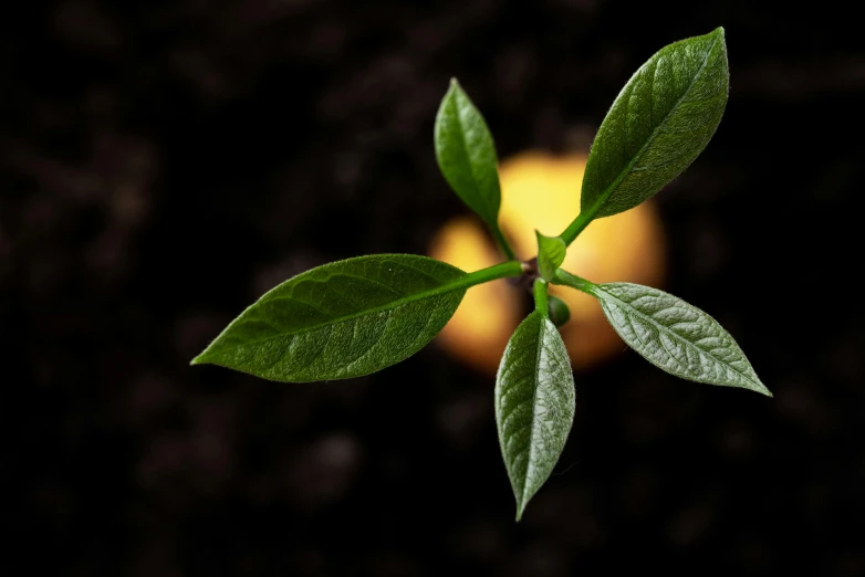 a small plant sprouting out of the ground, by Adam Marczyński, unsplash, photorealism, torchlit, lemon, game asset of plant and tree, basil