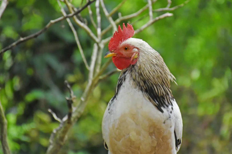 a close up of a rooster on a tree branch, a portrait, pexels contest winner, white head, kete butcher, 🦩🪐🐞👩🏻🦳, 1 male