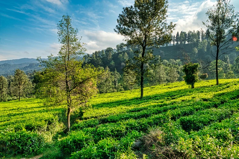 a lush green field with trees and mountains in the background, hurufiyya, tea, conde nast traveler photo, multiple stories, green and blue