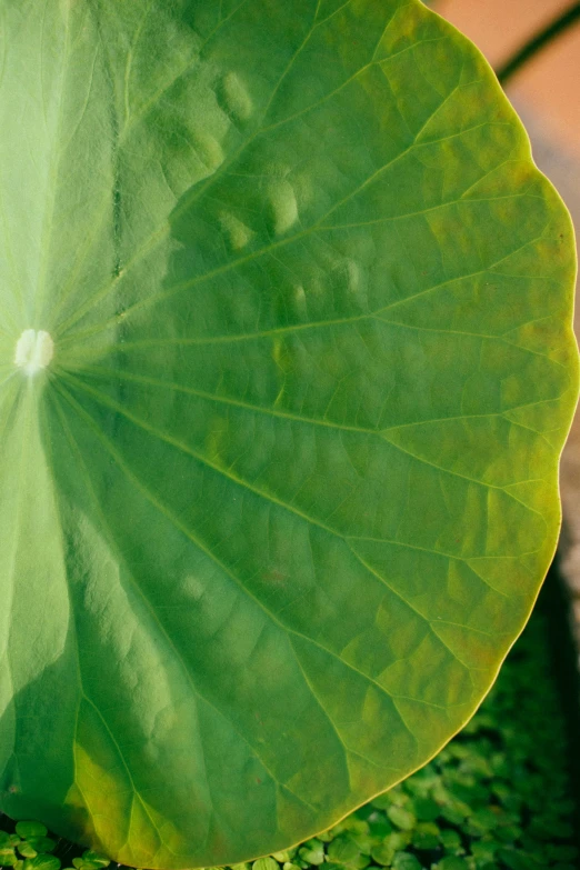 a close up of a leaf on a plant, green lily pads, subtle wear - and - tear, ignant, eero aarnio