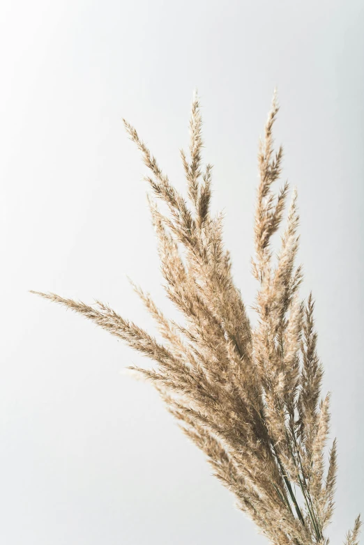 a plant that is in a vase on a table, phragmites, light grey backdrop, detailed product image, grain gelios lens