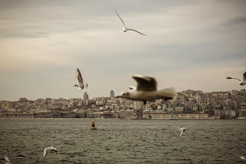 a flock of seagulls flying over a body of water, by Ibrahim Kodra, pexels contest winner, hurufiyya, istanbul, three views, brown, icon