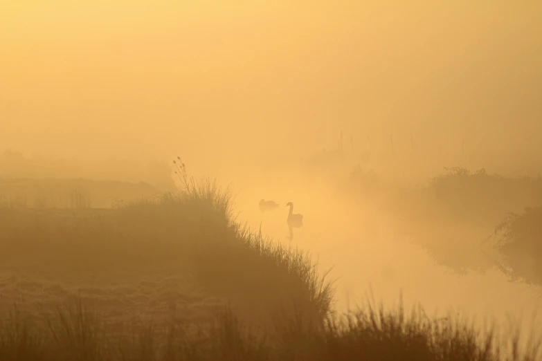 a herd of cattle standing on top of a grass covered field, a picture, by Eglon van der Neer, flickr, romanticism, fog and swans over the river, light orange mist, crane, yellow volumetric fog