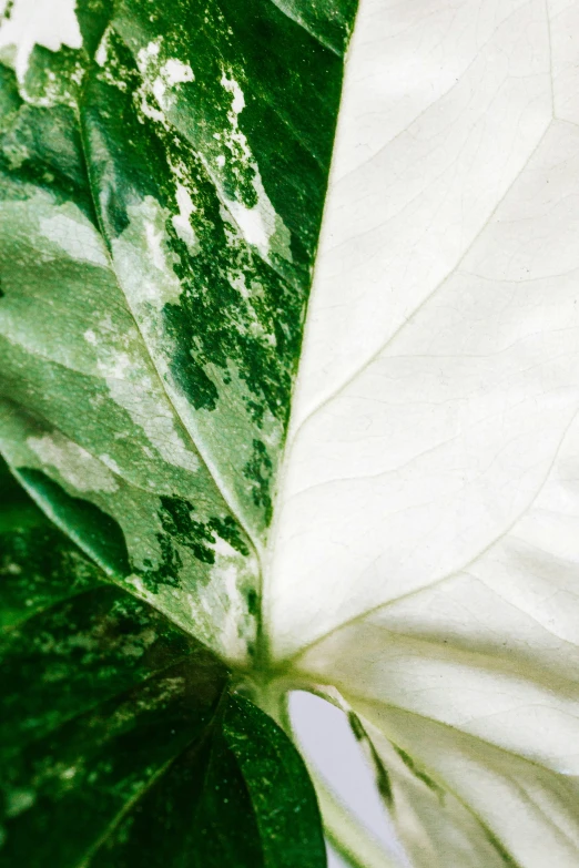 a close up of a leaf of a plant, by Ellen Gallagher, trending on unsplash, renaissance, light greens and whites, image split in half, detailed product image, houseplant