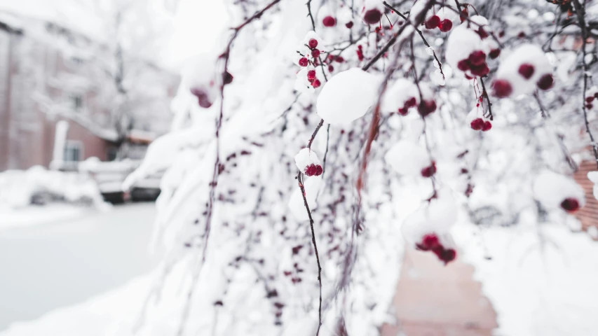 a red fire hydrant covered in snow next to a tree, by Anato Finnstark, trending on pexels, berries dripping, maroon and white, thumbnail, overhanging branches