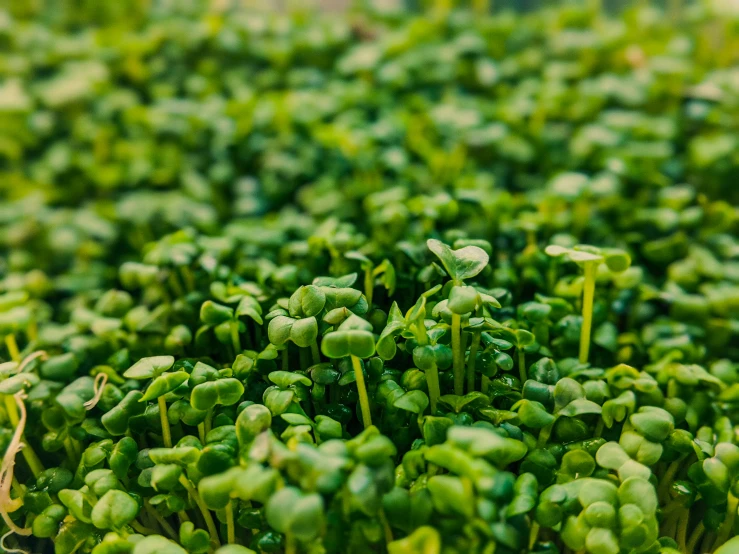 a close up of a bunch of green sprouts, by Elsa Bleda, unsplash, renaissance, fairy circles, vivarium, ready to eat, mustard