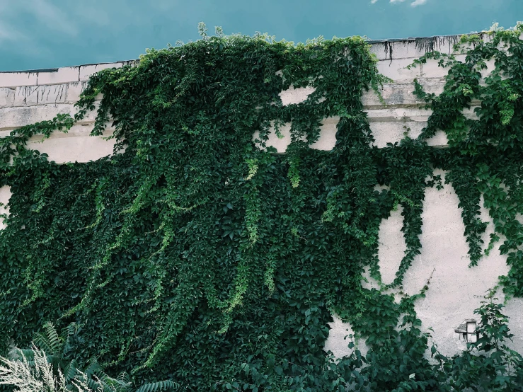 a fire hydrant sitting in front of a wall covered in vines, inspired by Elsa Bleda, pexels contest winner, postminimalism, upside - down building, overgrown with lush vines, ignant, an overgrown library