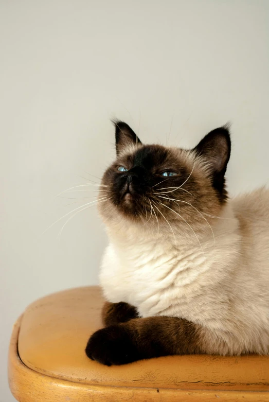 a cat sitting on top of a wooden chair, with a pointed chin, aesthetic siamese cat, brown:-2, zoomed in