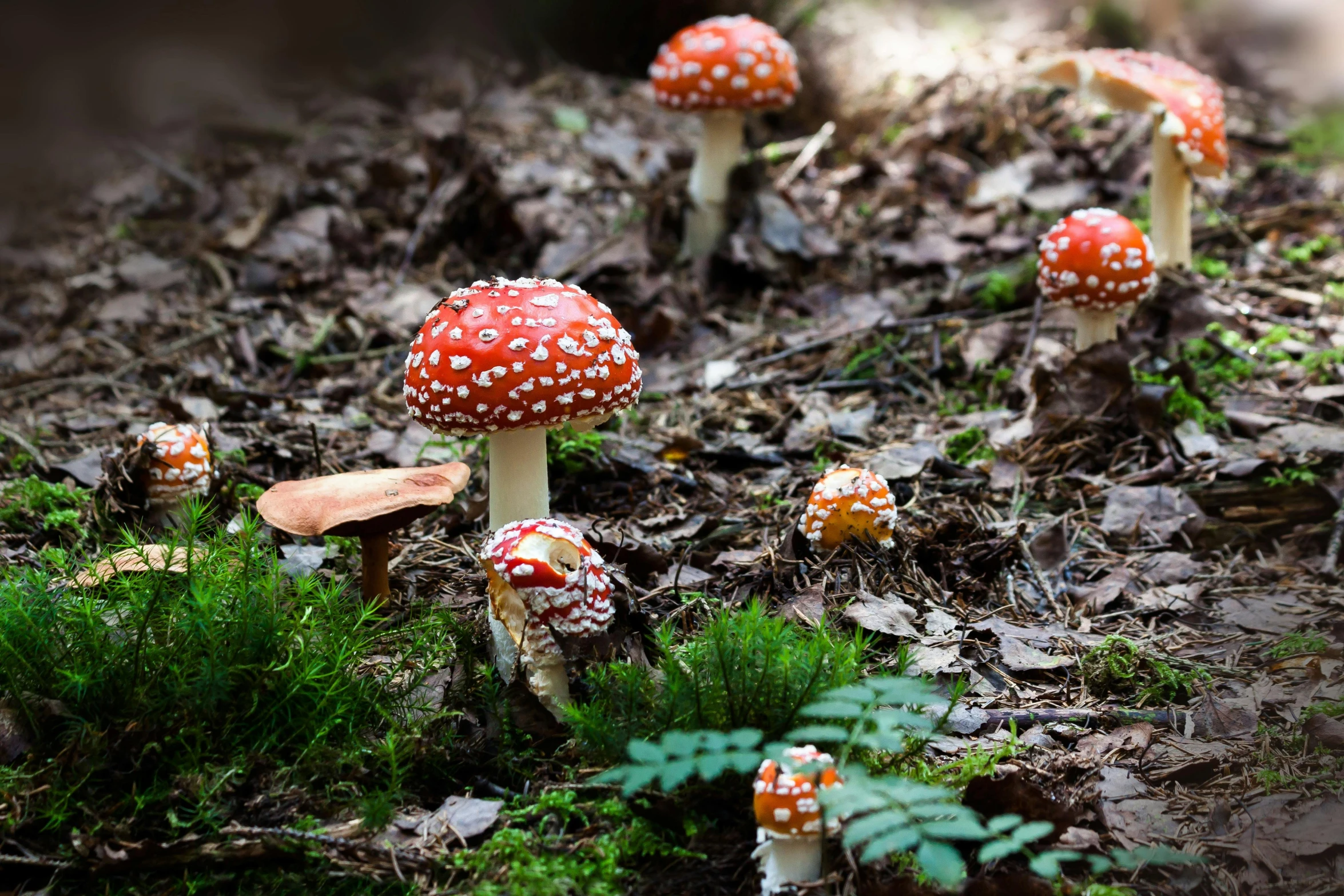 a group of mushrooms sitting on top of a forest floor, by Julia Pishtar, unsplash, amanita muscaria, red velvet, 🦩🪐🐞👩🏻🦳, high resolution ultradetailed