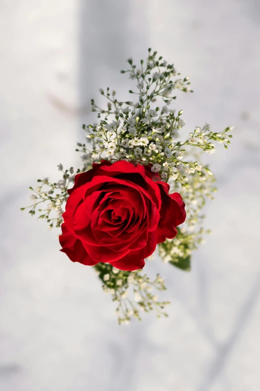 a single red rose surrounded by baby's breath, crisp details, single body, a close-up, lapel