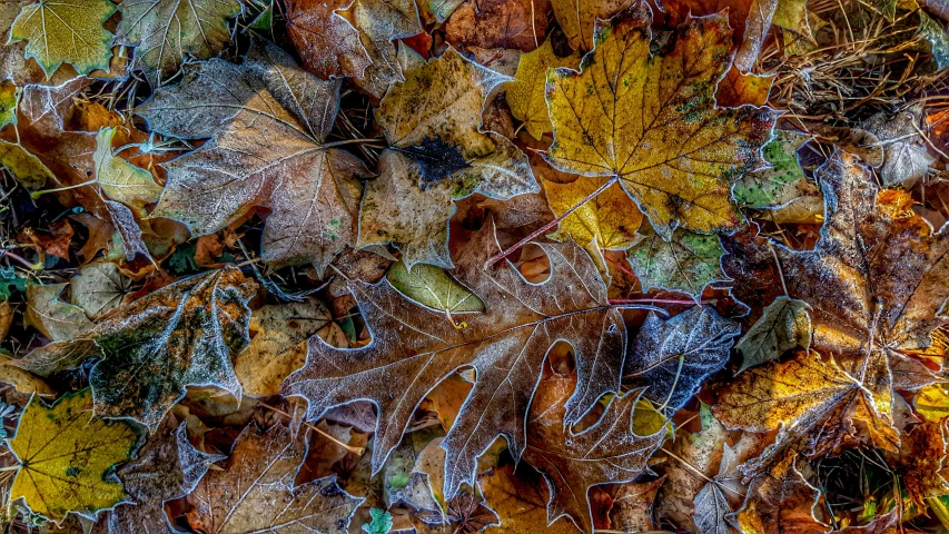 a bunch of leaves that are laying on the ground, inspired by Arthur Burdett Frost, hdr!, masterpiece!!!!, fall-winter 2015-2016, cold as ice! 🧊