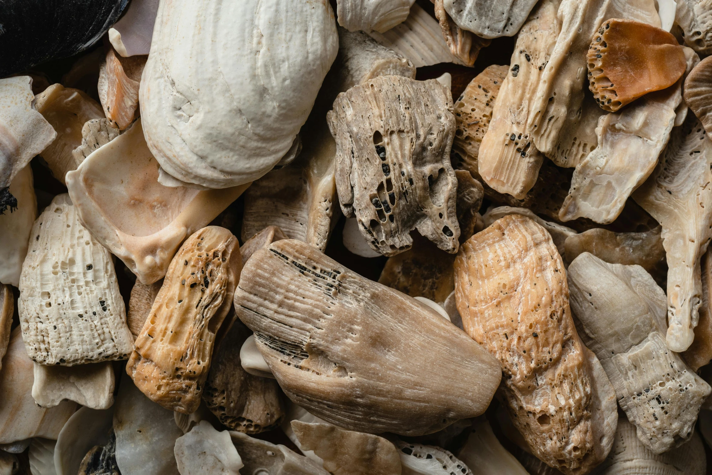 a pile of shells sitting on top of a table, unsplash, dinosaur bones, chunk teeth, diverse textures, thumbnail