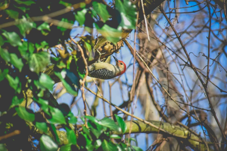 a bird sitting on top of a tree branch, pexels contest winner, covered in vines, a high angle shot, photographic print, spotted