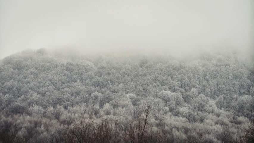 a black and white photo of trees covered in snow, inspired by Elsa Bleda, pexels contest winner, tonalism, lush forest in valley below, in muted colours, foggy photo 8 k, ((forest))