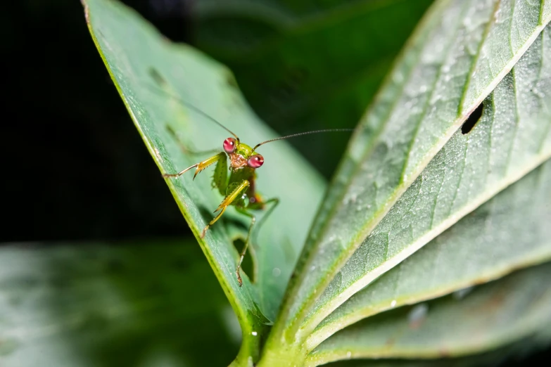a close up of a grasshopper on a leaf, by Basuki Abdullah, pexels contest winner, hurufiyya, avatar image, red eyed, high-angle, young male
