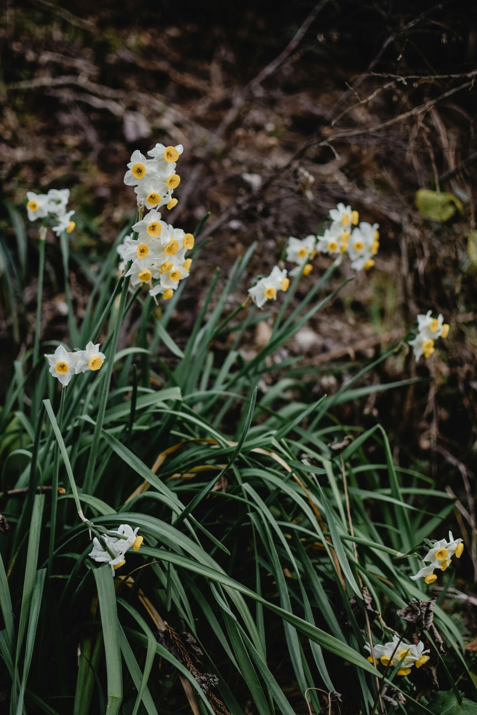 a bunch of yellow and white flowers in a field, by Jessie Algie, unsplash, renaissance, in a woodland glade, myth of narcissus, ignant, against dark background