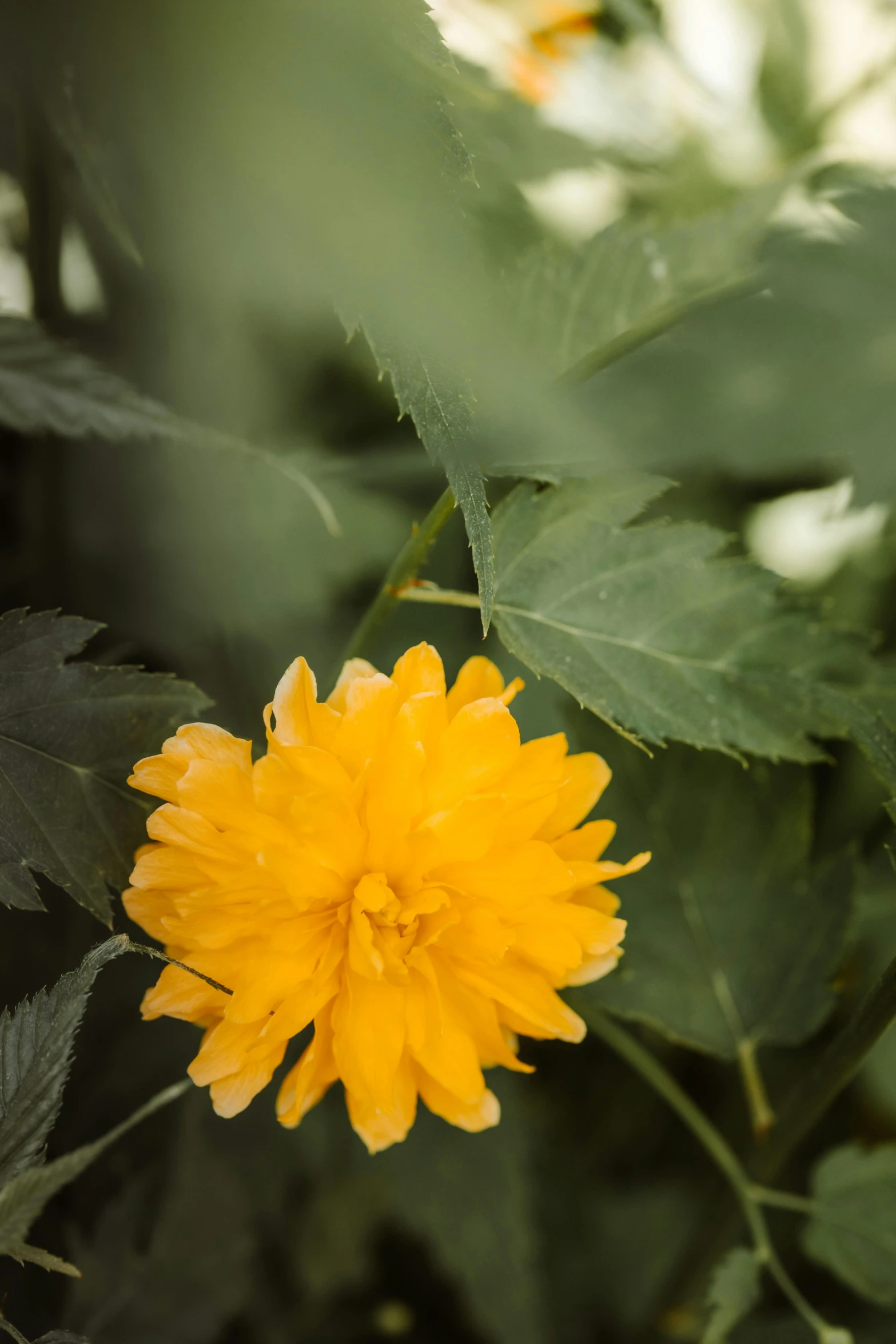 a yellow flower sitting on top of a lush green plant, no cropping, paul barson, orange fluffy belly, uncropped