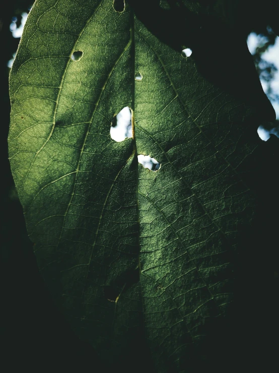 a close up of a leaf on a tree, inspired by Elsa Bleda, unsplash, hurufiyya, photographed on damaged film, datura, ignant, ant view