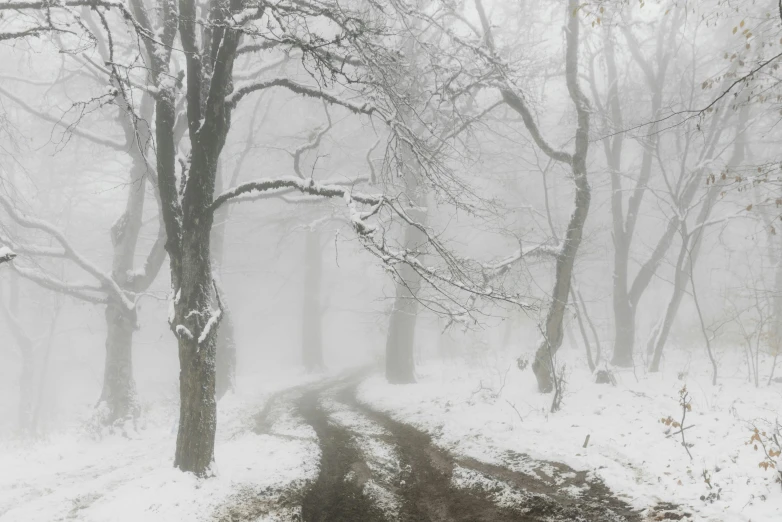 a dirt road surrounded by trees covered in snow, an album cover, by Adam Szentpétery, pexels contest winner, tonalism, white fog painting, (3 are winter, 8 k, brown