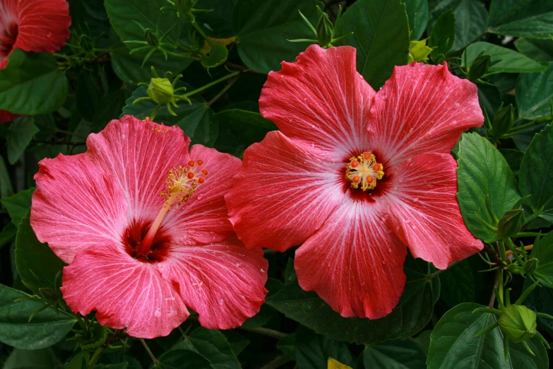 a close up of two pink flowers with green leaves, by Phyllis Ginger, hurufiyya, vibrant red hibiscus, with a whitish, a pair of ribbed, samoan features