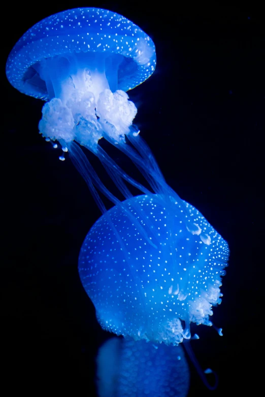 a couple of jellyfishs floating in the water, unsplash, dim blue light, taken in the late 2010s, close-up!!!!!, slide show