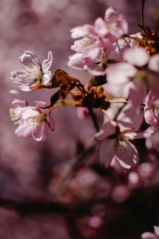 a close up of some pink flowers on a tree, a picture, by Niko Henrichon, trending on unsplash, romanticism, no cropping, alessio albi, sakura season, brown