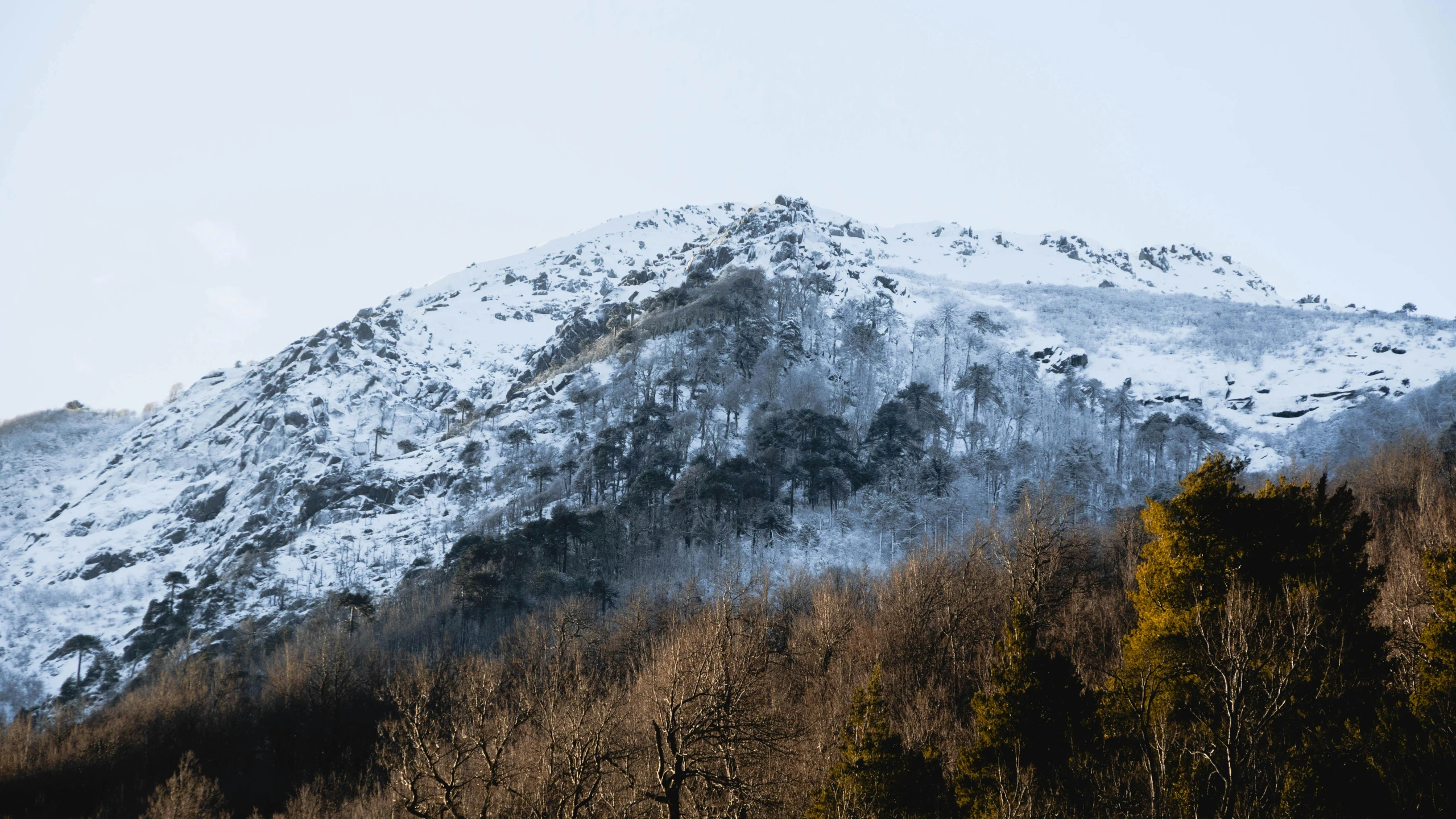 a mountain covered in snow with trees in the foreground, unsplash, les nabis, castelvania, thumbnail, high detail photo, amagaitaro
