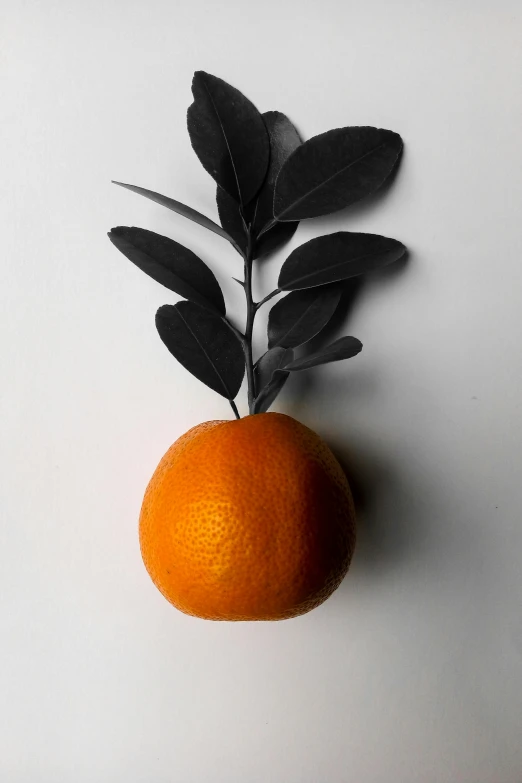an orange with a leaf sticking out of it, a still life, trending on unsplash, black on white background, large tall, organic growth, soft shade