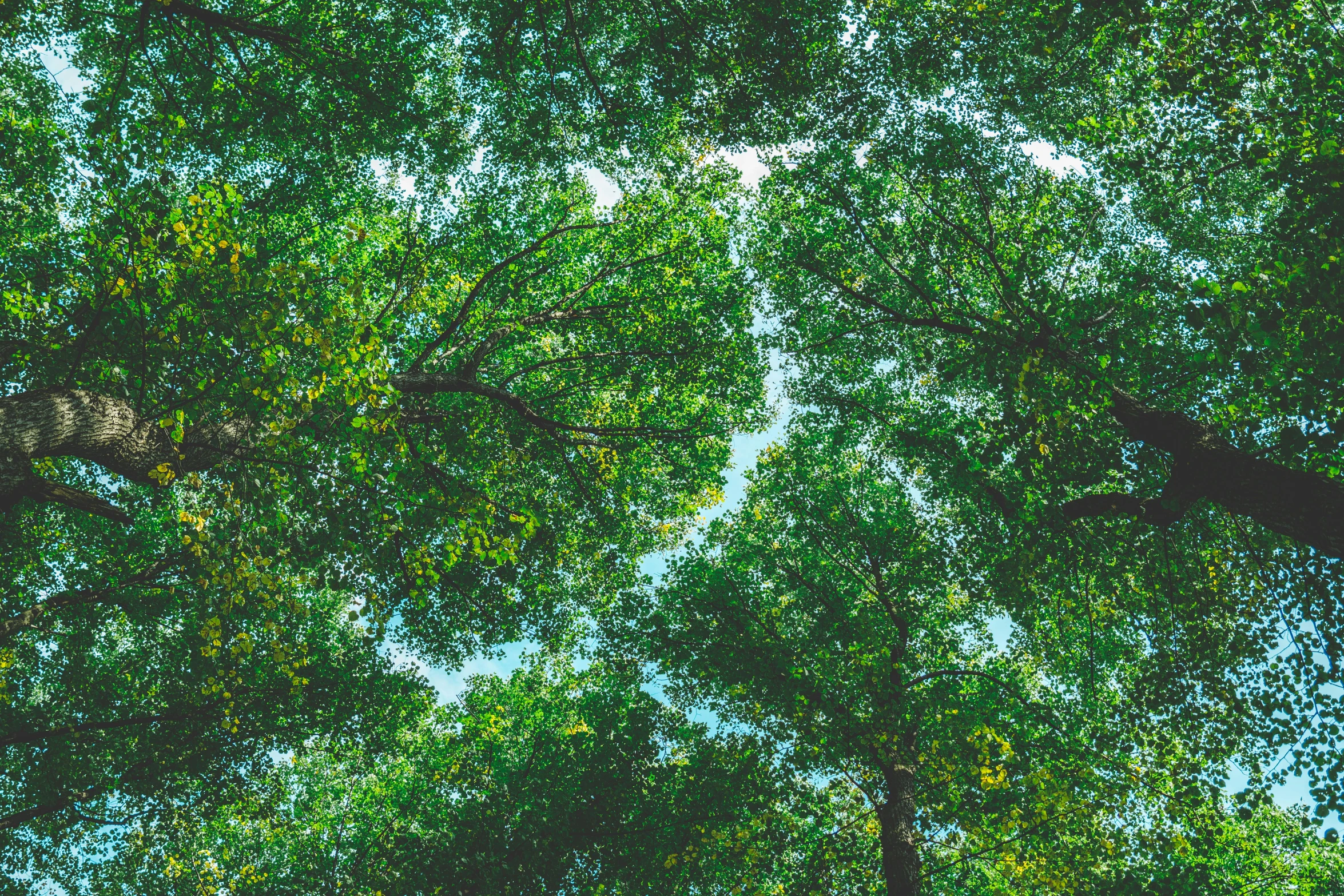 trees in a forest looking up at the sky, unsplash, vegetated roofs, linden trees, ai biodiversity, as seen from the canopy