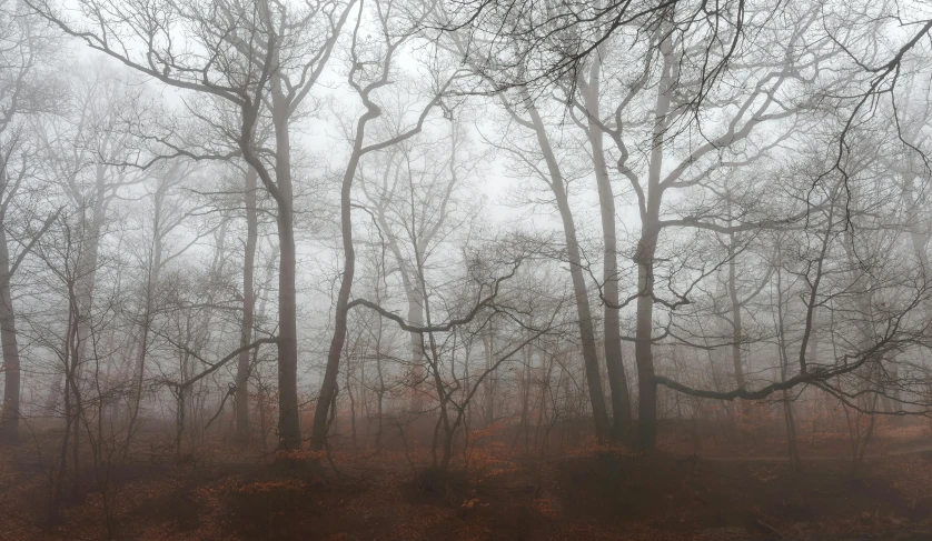 a foggy forest filled with lots of trees, inspired by Elsa Bleda, pexels contest winner, tonalism, grey, brown, bare trees, ancient oak forest