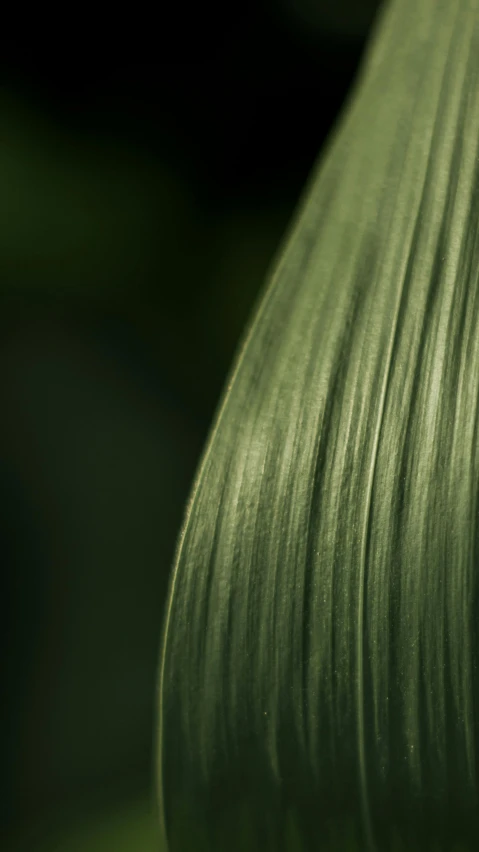 a close up of a leaf of a plant, inspired by Edward Weston, trending on pexels, lyrical abstraction, long green hair, clean detail 4k, shot with sony alpha 1 camera, made of bamboo