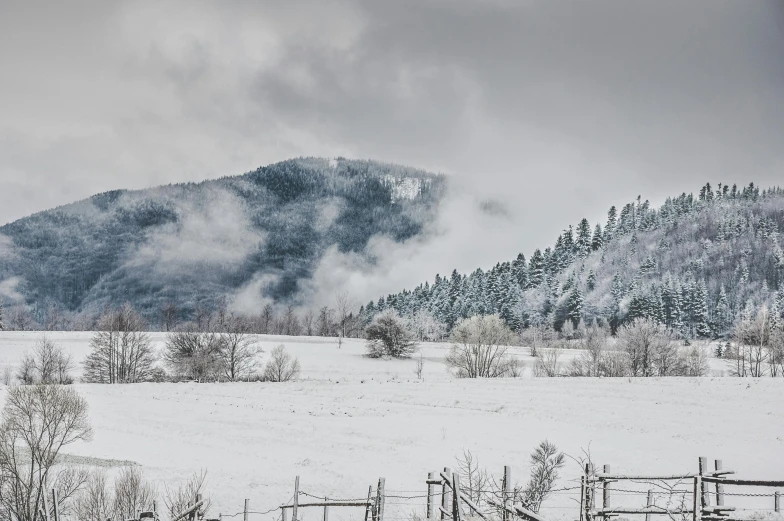 a herd of cattle standing on top of a snow covered field, cannon snow covered trees, misty ghost town, portrait image