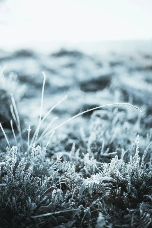 a black and white photo of frost covered grass, trending on unsplash, blue and white and red mist, ice blue, ilustration, multiple stories