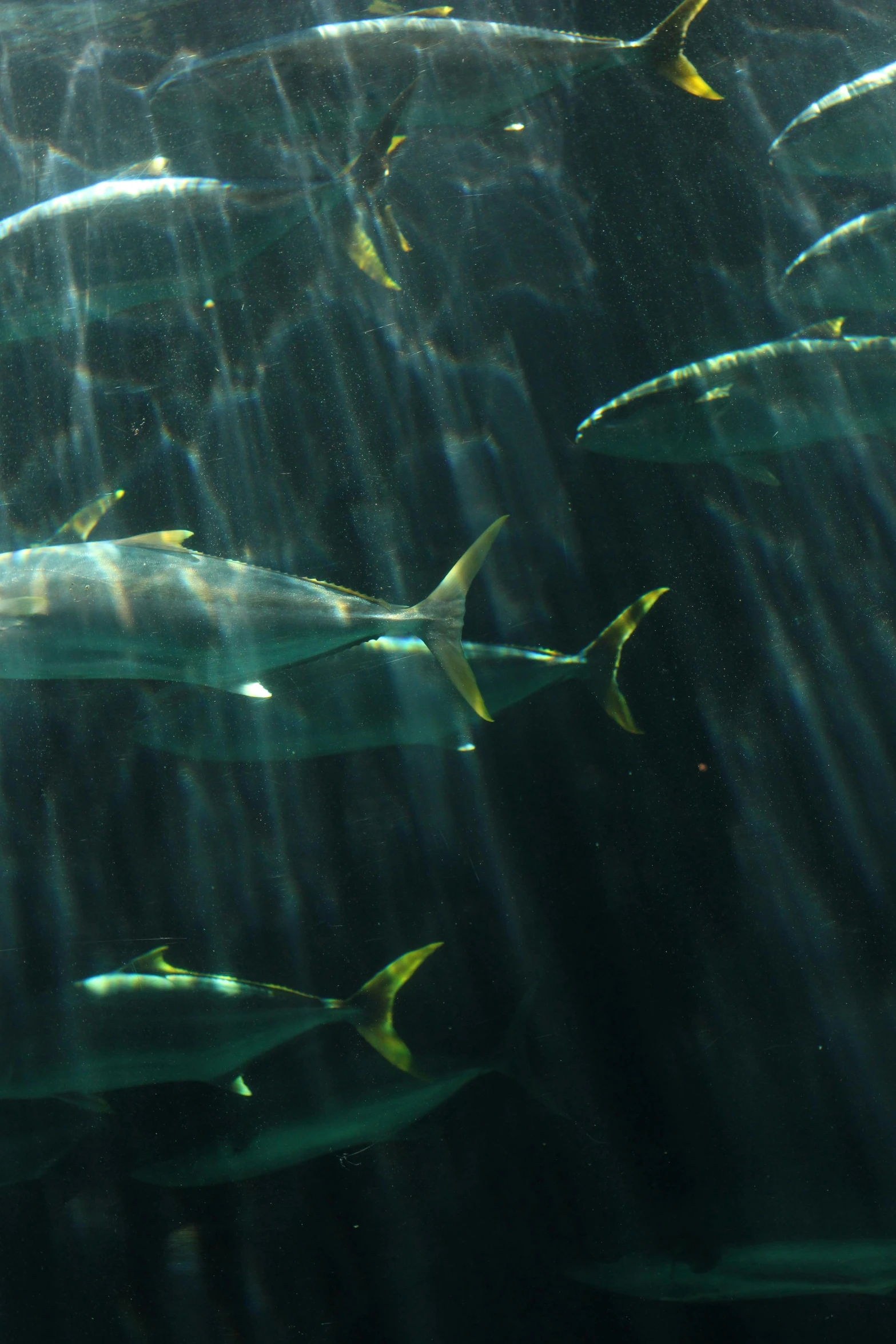 a group of fish swimming in an aquarium, middle of the ocean, in the water, sun overhead, bolts of bright yellow fish