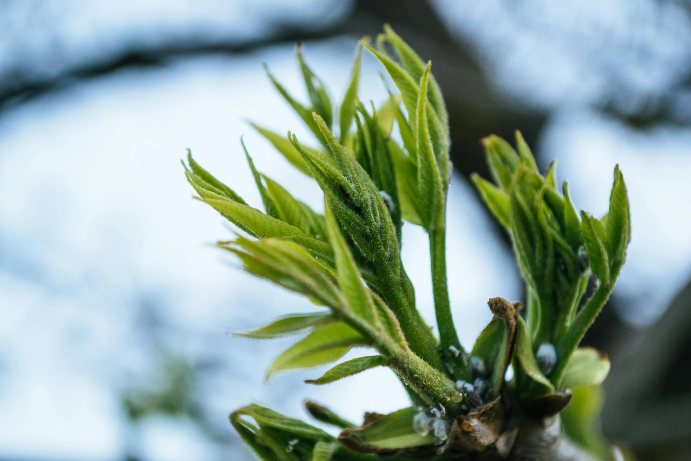 a close up of a tree branch with green leaves, a macro photograph, by Julian Allen, unsplash, visual art, buds, acanthus, early spring, shot on sony a 7