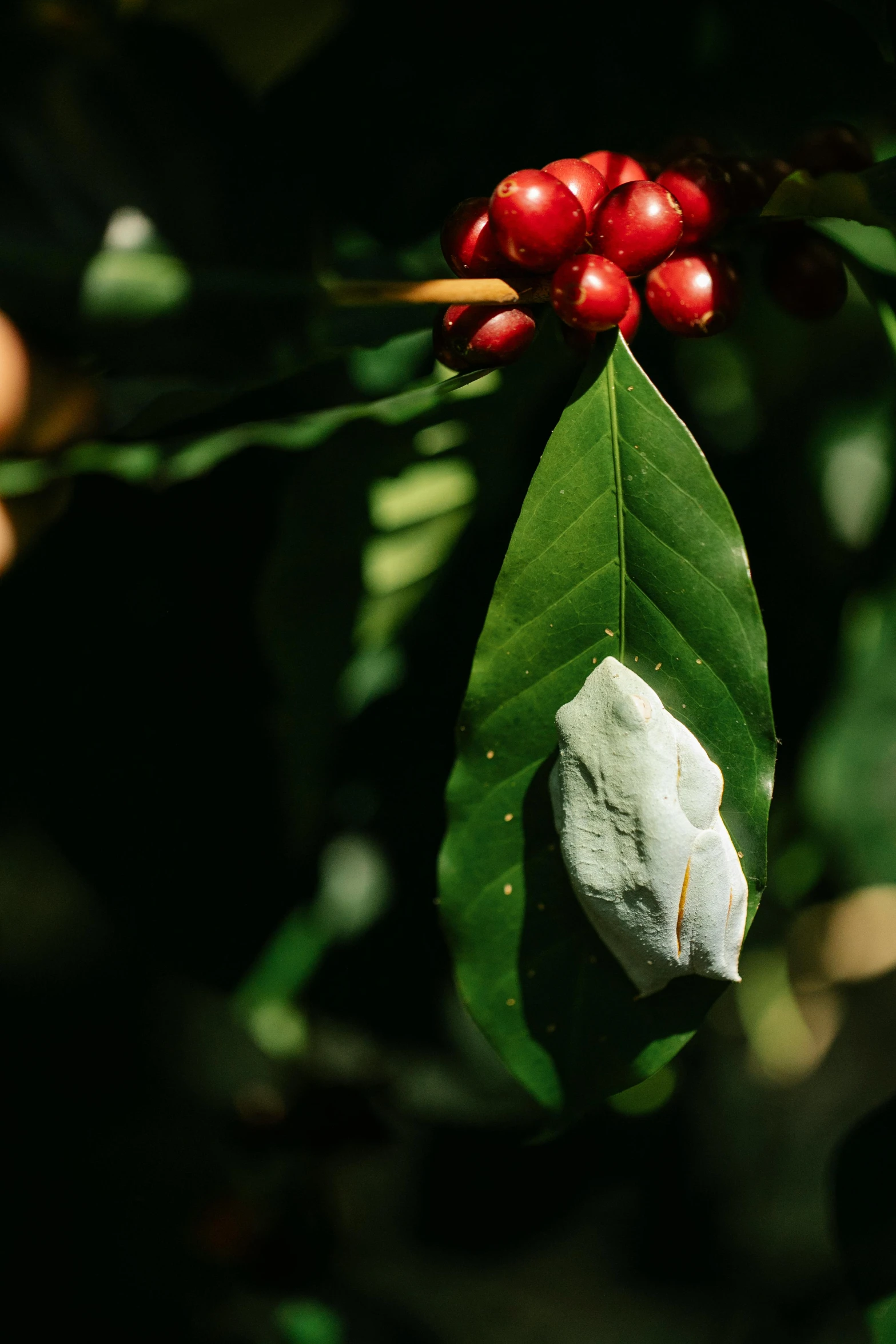 a close up of a plant with red berries, a portrait, unsplash, with a long white, pod, coffee, intense albino