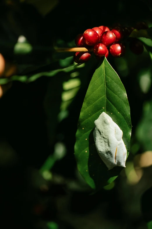 a close up of a plant with red berries, a portrait, unsplash, with a long white, pod, coffee, intense albino