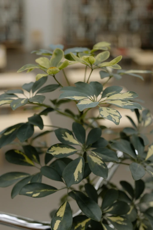 a close up of a potted plant on a bicycle, photorealism, moringa oleifera leaves, slight yellow hue, ivory and black marble, with laser-like focus