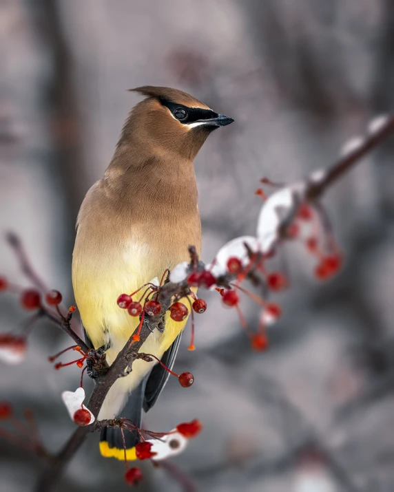 a bird sitting on top of a tree branch, a colorized photo, trending on pexels, queen of winter, ethereal bohemian waxwing bird, mid-shot of a hunky, trending on 5 0 0 px