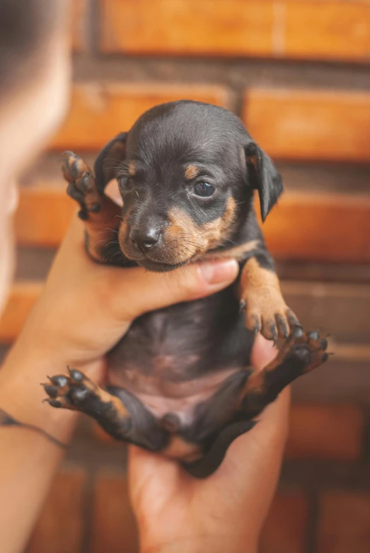 a close up of a person holding a small dog, pexels contest winner, renaissance, rottweiler dinosaur hybrid, puppies, emaciated, brazil