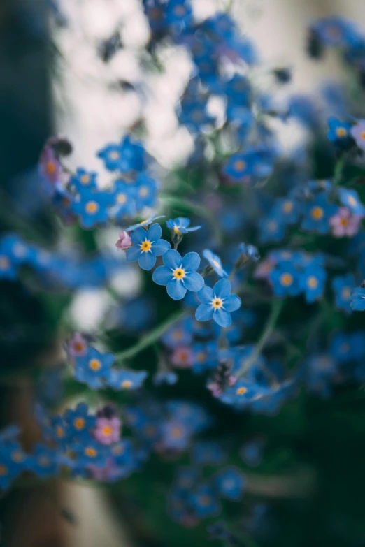 a close up of a bunch of blue flowers, by Jacob Toorenvliet, trending on unsplash, avatar image, paul barson, fairytale, unsplash 4k