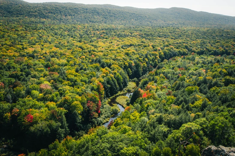 a river running through a lush green forest, by Daniel Lieske, pexels contest winner, hudson river school, maple syrup sea, high view, 2 5 6 x 2 5 6 pixels, a brightly colored