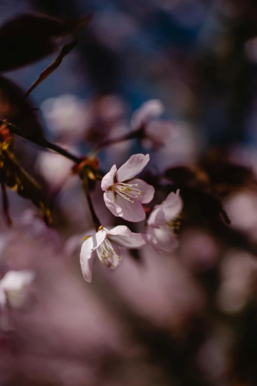 a close up of a bunch of flowers on a tree, a picture, by Niko Henrichon, trending on unsplash, romanticism, medium format, sakura flower, low quality photo