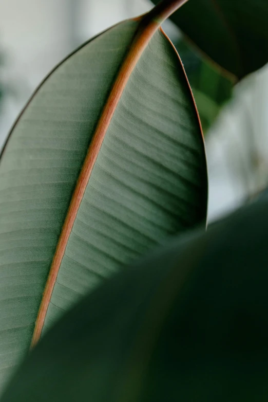 a close up of a leaf of a plant, trending on pexels, magnolia big leaves and stems, rectangle, curved, olive