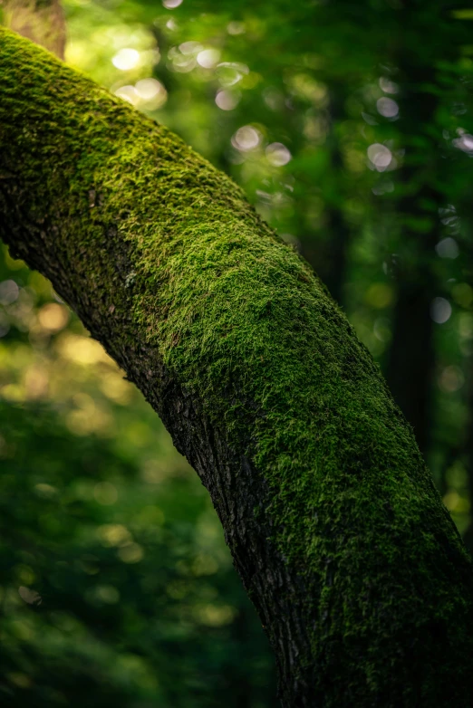 a moss covered tree in the middle of a forest, color ( sony a 7 r iv, low detail, fan favorite, 4 0 0 mm