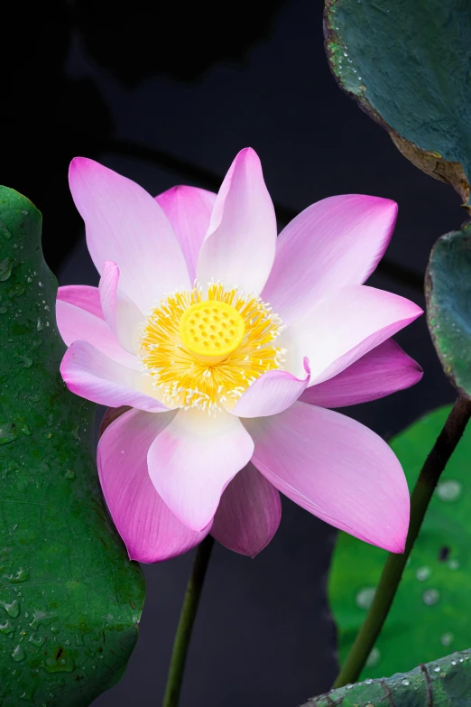 a pink flower sitting on top of a green leaf, sitting on a lotus flower, paul barson, no cropping